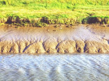 Reflection of trees in water