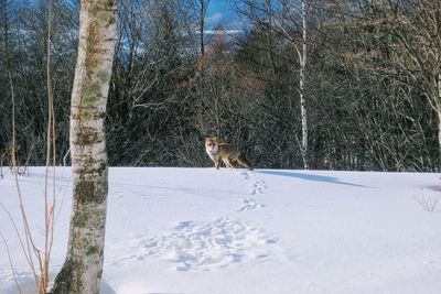 View of horse on snow covered field