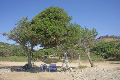 Trees on field against clear blue sky