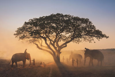 Horses on field