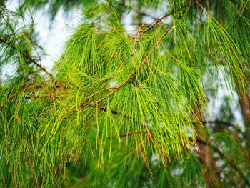 Close-up of pine tree