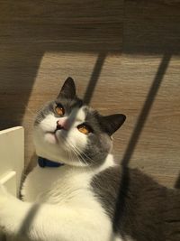 High angle view of cat on floor