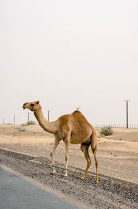 Side view of a horse on desert