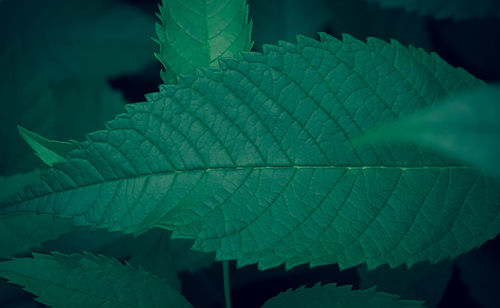 Close-up of leaves