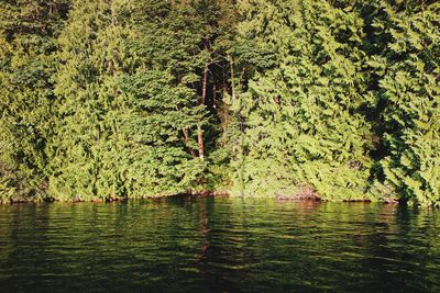 Green leaves in lake with trees in background