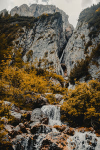 Plants growing on rock formation