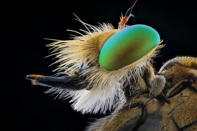 Close-up of caterpillar on black background