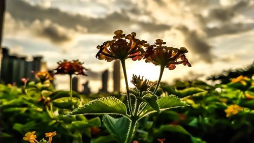 Close-up of flowering plant against sky