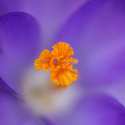 Close-up of yellow cosmos flower blooming outdoors