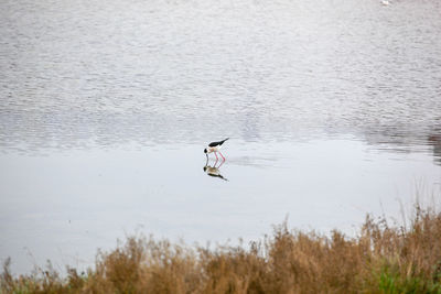 Bird flying over lake