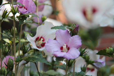 Close-up of pink flowering plant