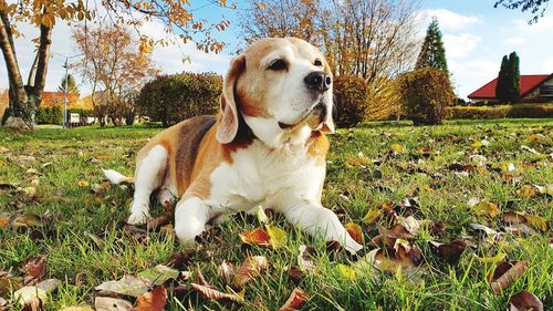 Dog looking away on field