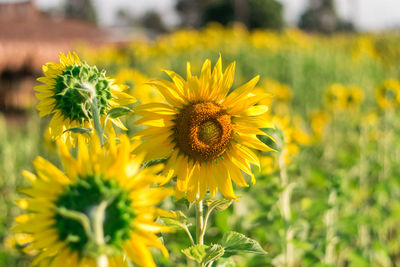 Close-up of sunflower on field