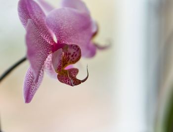 Close-up of flower against blurred background