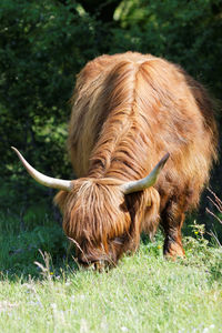 Close-up of an animal on field