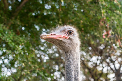 Close-up of bird on tree
