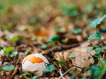 Close-up of mushroom growing on field