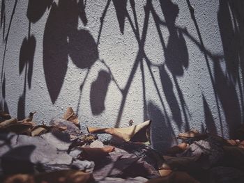 High angle view of dry leaves on footpath