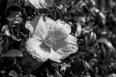 Close-up of flowers blooming outdoors