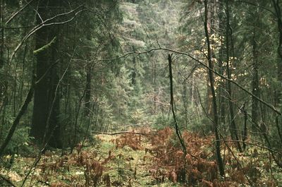 Trees in forest