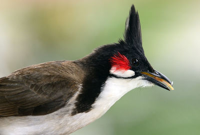 Close-up of bird