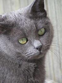 Close-up portrait of a cat