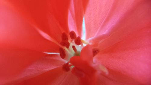 Close-up of pink flower