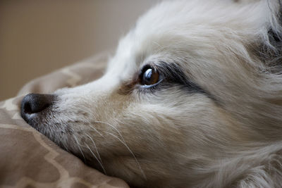 Close-up portrait of dog