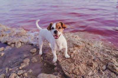 Portrait of dog on rock by lake