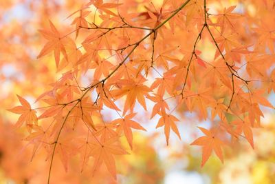 Close-up of maple leaves on tree during autumn