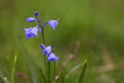 Close-up of purple flowering plant on field