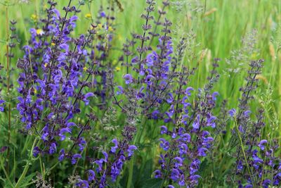 Close-up of purple lavender flowers on field