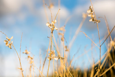 Close-up of wheat growing on field against sky