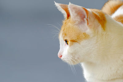 Close-up of cat against gray background