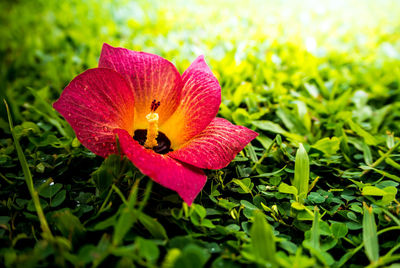 Close-up of red flower on field