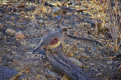 High angle view of bird perching on a field