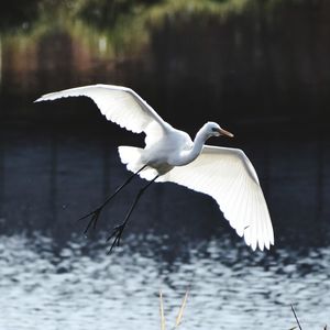 Seagull flying over a lake