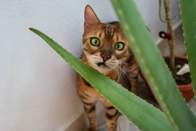 Close-up portrait of a bengal cat