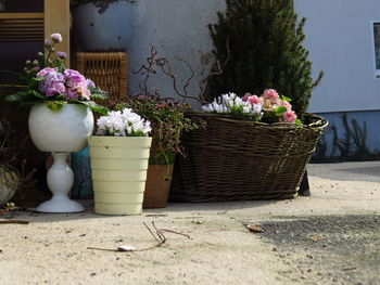 Close-up of flowers in vase