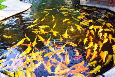 High angle view of koi carps swimming in water