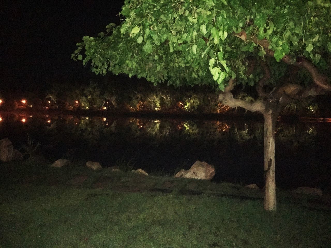 night, tree, no people, nature, outdoors, water, growth, tranquility, lake, beauty in nature, scenics, sky