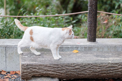 Cat looking away