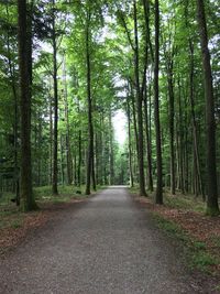 Road amidst trees in forest