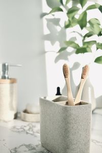 Close-up of potted plant on table at home