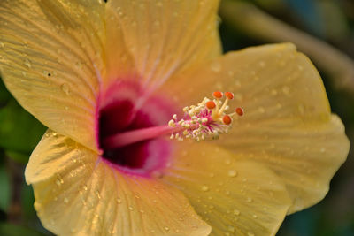 Close-up of wet flower