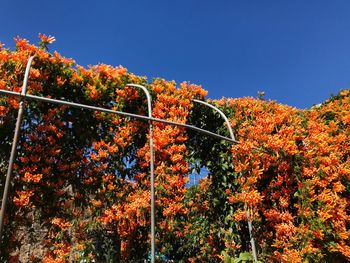 Low angle view of trees against sky during autumn