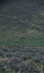 View of a horse on field