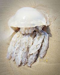 High angle view of bread on sand