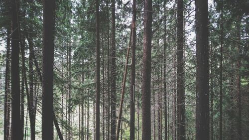 Low angle view of trees in forest