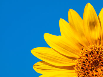 Close-up of yellow flower against blue sky